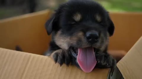 Puppy playing in a box