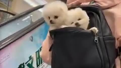 Cute puppy / cute dog/ funny pappy