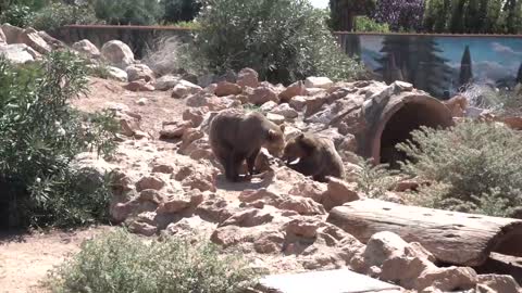 Two Bears Fighting Over A Bone In Zoo