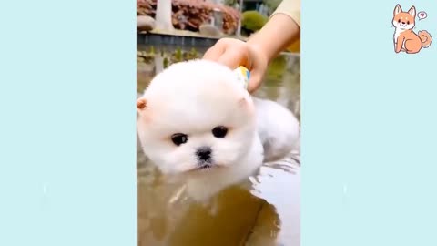 Cute Puppies 😍 Cute, Funny, and Smart Dogs AWWW!