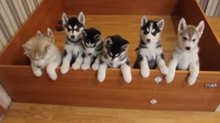 Siberian Husky Puppies