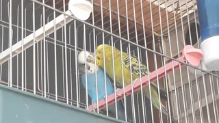 My beautiful love birds care each other :)