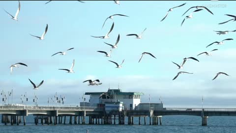 Beautyful Flying Birds