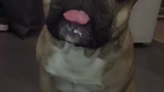 Tan dog sticking tongue out and licking ice cream