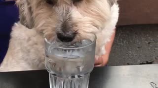 White dog drinking water from cup