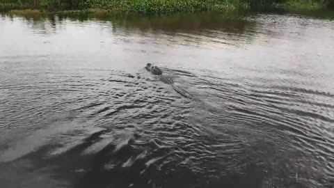 Friendly Gators