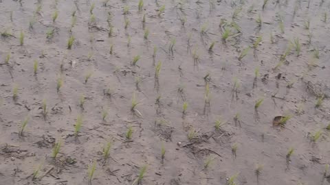 Cultivation of paddy gave the country steep lokhande in all lands