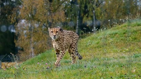 wild cheetah animal