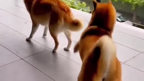 Dog and cat funny videos