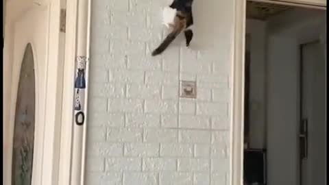 Cats climbing/take watch