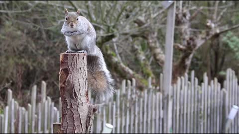 Relaxing animal video