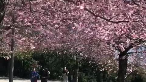 Cherry Blossom 🌸