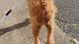 Goldendoodle wags, sniffs, explores