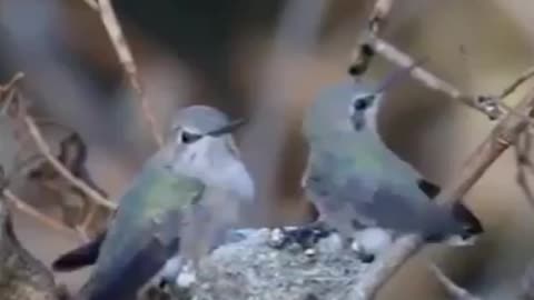 Beautiful scene of taking care of hummingbird chicks.