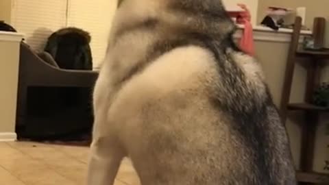 Cute Siberian Husky ONLY Howls When Owner Howls & STOPS HOWLING WHEN OWNER STOPS!