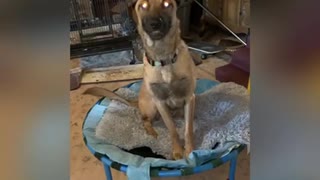 Old kids trampoline makes great dog beds!!