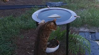 Chester drinking from the bird bath