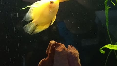 power struggle, and in fish yellow severum