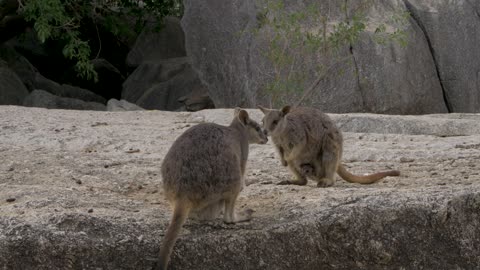Cute rock wallaby marsupial kangaroo animal Australia