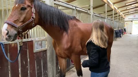 Woman Brushing Her Horse