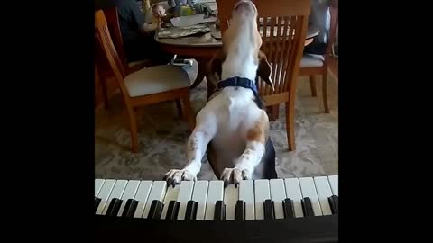 Hilarious Dog can't help himself singing
