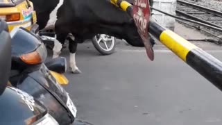 Cow patiently waits to cross the road
