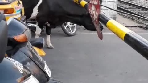 Cow patiently waits to cross the road