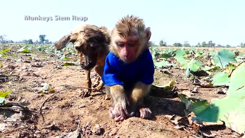 MOTHER DOG RESCUE BABY MONKEY AND PUPPY IN THE WATER
