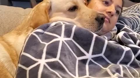 Labrador Dog Loves to Relax on His Mom's Shoulder | Cute Dog