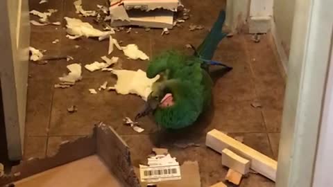 Sam the macaw makes giant mess