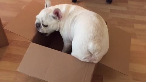 Cardboard box channels French Bulldog's inner cat