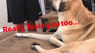 Really tesla you too dog fidget spinner