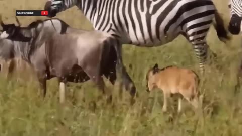 Mother Zebra Goes Crazy Tortures Lion To Disability Avenge For Their Baby How It End