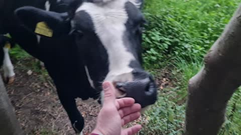 Cows making new friends #2