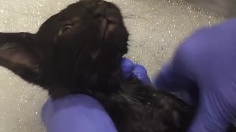 Cute kitten loves to take baths