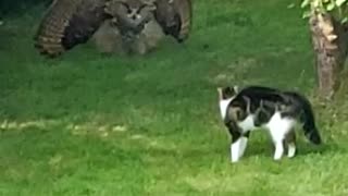 Owl Intimidates Cat With Impressive Display