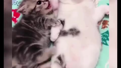 THE BEST FUNNY CAT VIDEOS OF THE WEEK-Funny Cat Clips