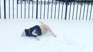 Excited puppy loves to roll around in the snow