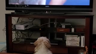 Lhasa Apso Watching TV