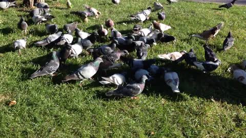Hungry Pigeons Get Food From Grass