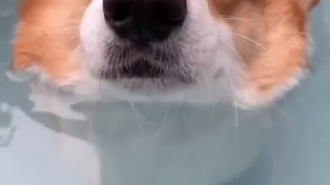cute dog expression for the first time swimming