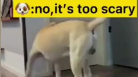 🤣Top Funny & Cute 🐶Dogs Videos Try Not To Laugh I Most Effective Dog Training Videos