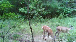 Doe with a small amount of pie balding