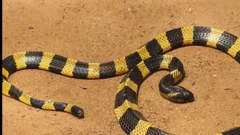 How Dangerous Is a The Banded Krait!