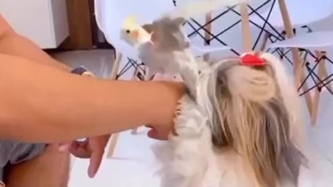 It looks like a CRAZY [Cute Dogs]