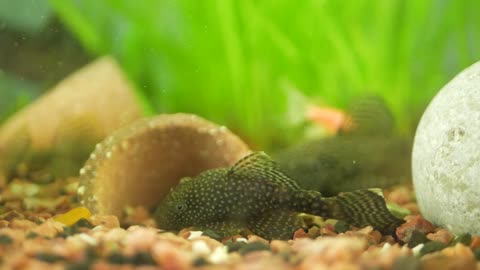 Ancistrus and Megalechis thoracata (black marble hoplo) swims in home aquarium