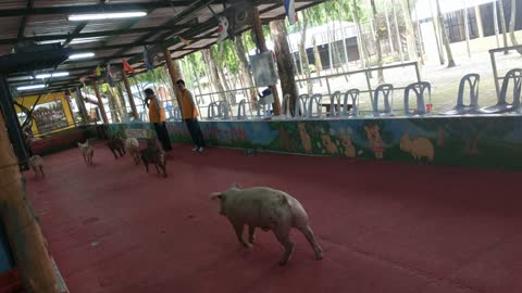 Pig Racing Gambling in Thailand