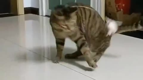 Funny reaction of the cat