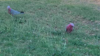 Parrot Cockatoo