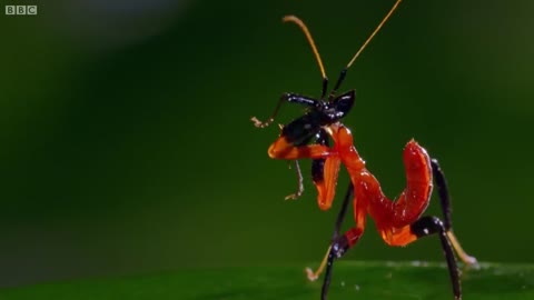 Kung Fu Mantis Vs Jumping Spider Fight| Life Story | Nature Live